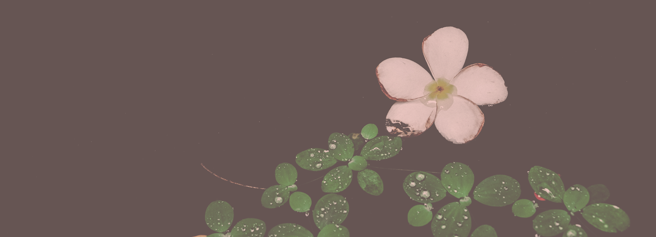 キービジュアル